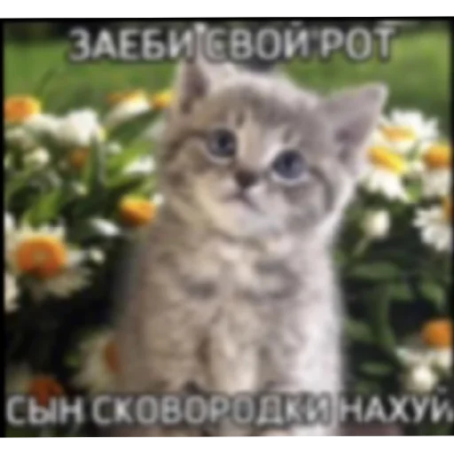 😡 Стикер «Котике» для Telegram