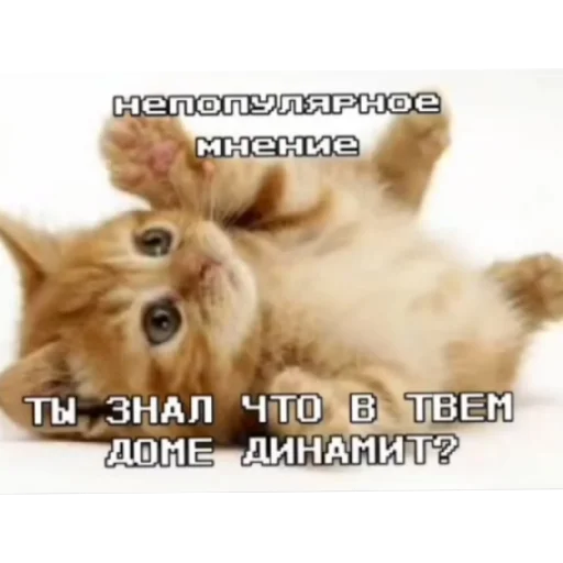 💥 Стикер «Котике» для Telegram