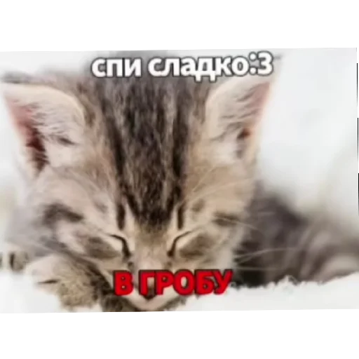 💘 Стикер «Котике» для Telegram