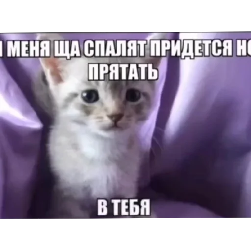 🥰 Стикер «Котике» для Telegram