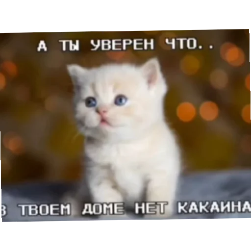 😛 Стикер «Котике» для Telegram