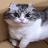 Стикер 42 Kotik Emoji