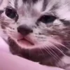 Стикер 5 Kotik Emoji