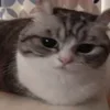 Стикер 35 Kotik Emoji