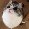 Стикер 13 Kotik Emoji