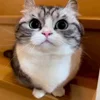 Стикер 11 Kotik Emoji