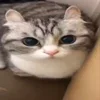 Стикер 33 Kotik Emoji
