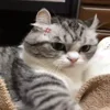Стикер 53 Kotik Emoji