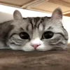 Стикер 57 Kotik Emoji