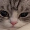 Стикер 46 Kotik Emoji