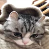 Стикер 23 Kotik Emoji