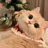 Стикер 15 彡 Котики 𖥔