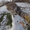 Стикер 51 彡 Котики 𖥔