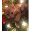 Стикер 3 彡 Котики 𖥔