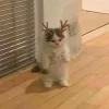 Стикер 55 彡 Котики 𖥔