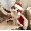 Стикер 58 彡 Котики 𖥔