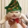 Стикер 10 彡 Котики 𖥔