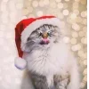 Стикер 30 彡 Котики 𖥔