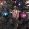 Стикер 59 彡 Котики 𖥔