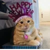 Стикер 17 彡 Котики 𖥔
