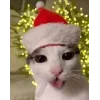 Обложка набора 彡 Котики 𖥔