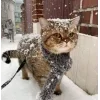Стикер 50 彡 Котики 𖥔