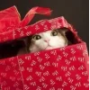 Стикер 32 彡 Котики 𖥔