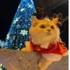Стикер 41 彡 Котики 𖥔