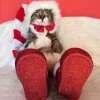 Стикер 25 彡 Котики 𖥔