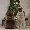 Стикер 44 彡 Котики 𖥔