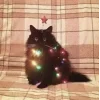 Стикер 6 彡 Котики 𖥔