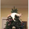 Стикер 56 彡 Котики 𖥔