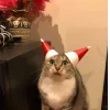 Стикер 23 彡 Котики 𖥔