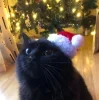 Стикер 7 彡 Котики 𖥔