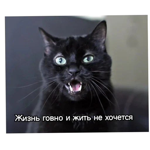 🐱 Стикер «Котики и фразочки» для Telegram