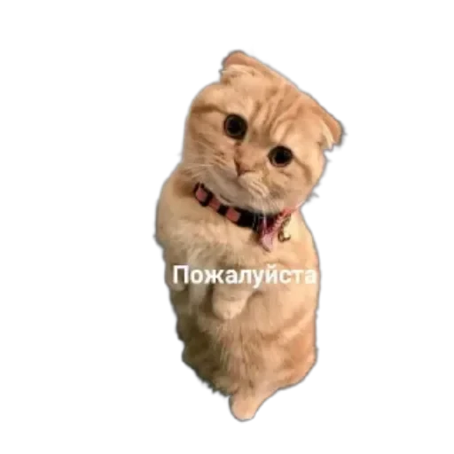 🐱 Стикер «Котики и фразочки» для Telegram