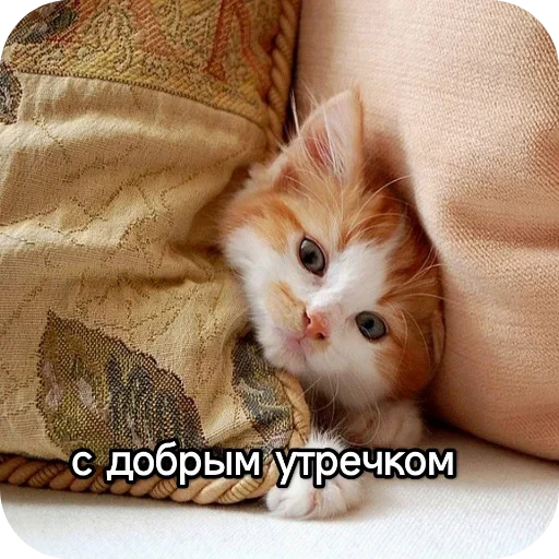 🐱 Стикер «Котики и фразочки» для Telegram