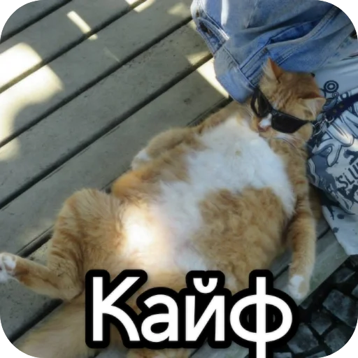 👍 Стикер «Котики и фразочки» для Telegram