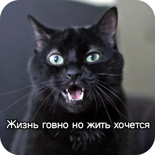 🐱 Стикер «Котики и фразочки» для Telegram