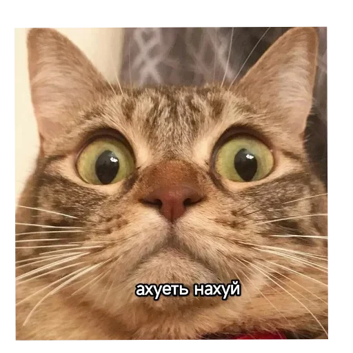 🐱 Стикер «Котики и фразочки» для Telegram