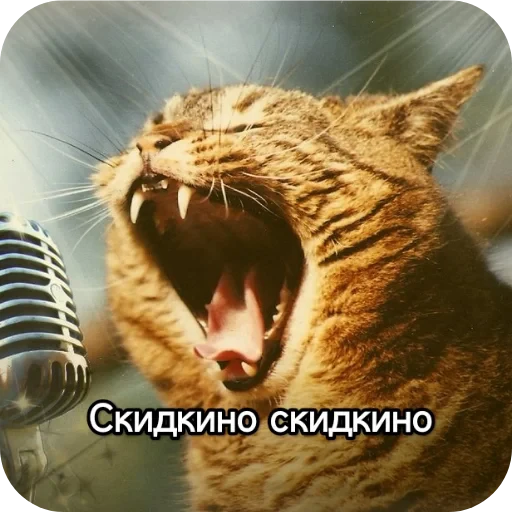 👍 Стикер «Котики и фразочки» для Telegram