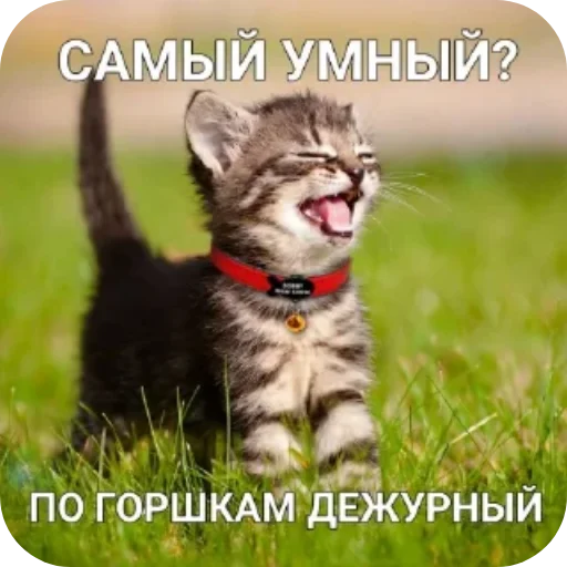 🐶 Стикер «Котики и фразочки» для Telegram