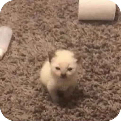 🐶 Стикер «Котики и фразочки» для Telegram