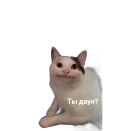 🐱 Стикер «Котики и фразочки» для Telegram