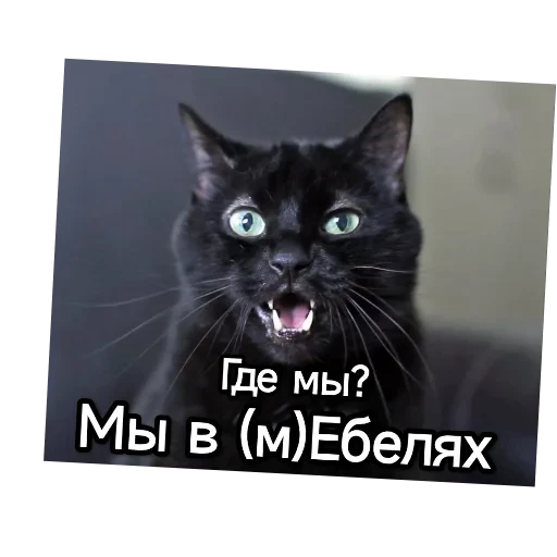 🐱 Стикер «Котики и фразочки» для Telegram