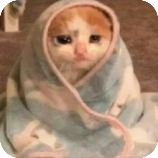 🤲 Стикер «Котики и фразочки» для Telegram