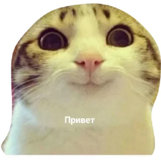 🐱 Стикер «Котики и фразочки» для Telegram
