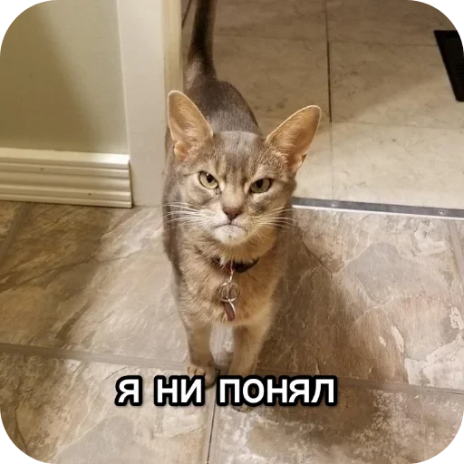 🐱 Стикер «Котики и фразочки» для Telegram