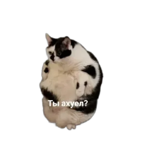 🐶 Стикер «Котики и фразочки» для Telegram
