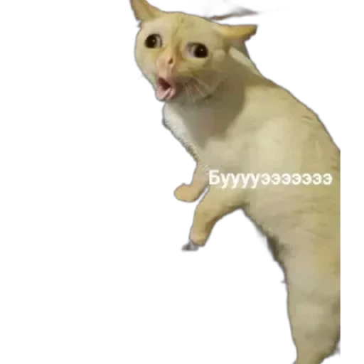 🐱 Стикер «Котики и фразочки» для Telegram